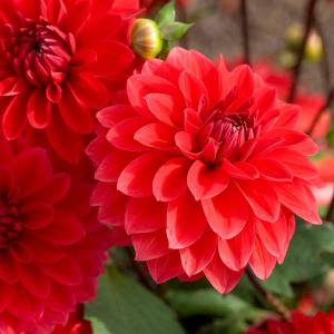 Dahlia Décoratif nain Heatwave (x1)